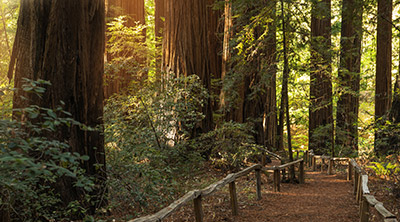 Mental Health Therapy In Eureka