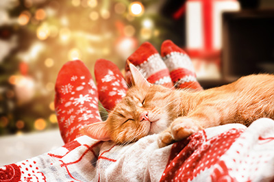 Cat sleeping at feet to show how a therapists tips to enjoy the little things matter. 